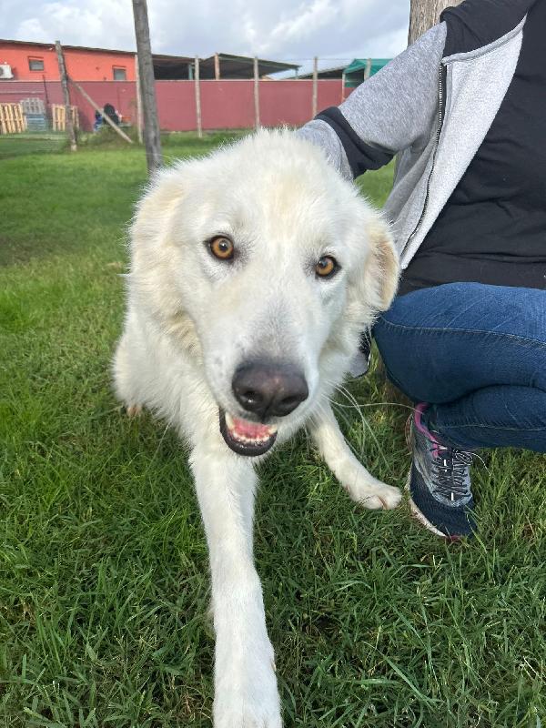 Spartaco, manto candido come il suo ❤️ Foto 4